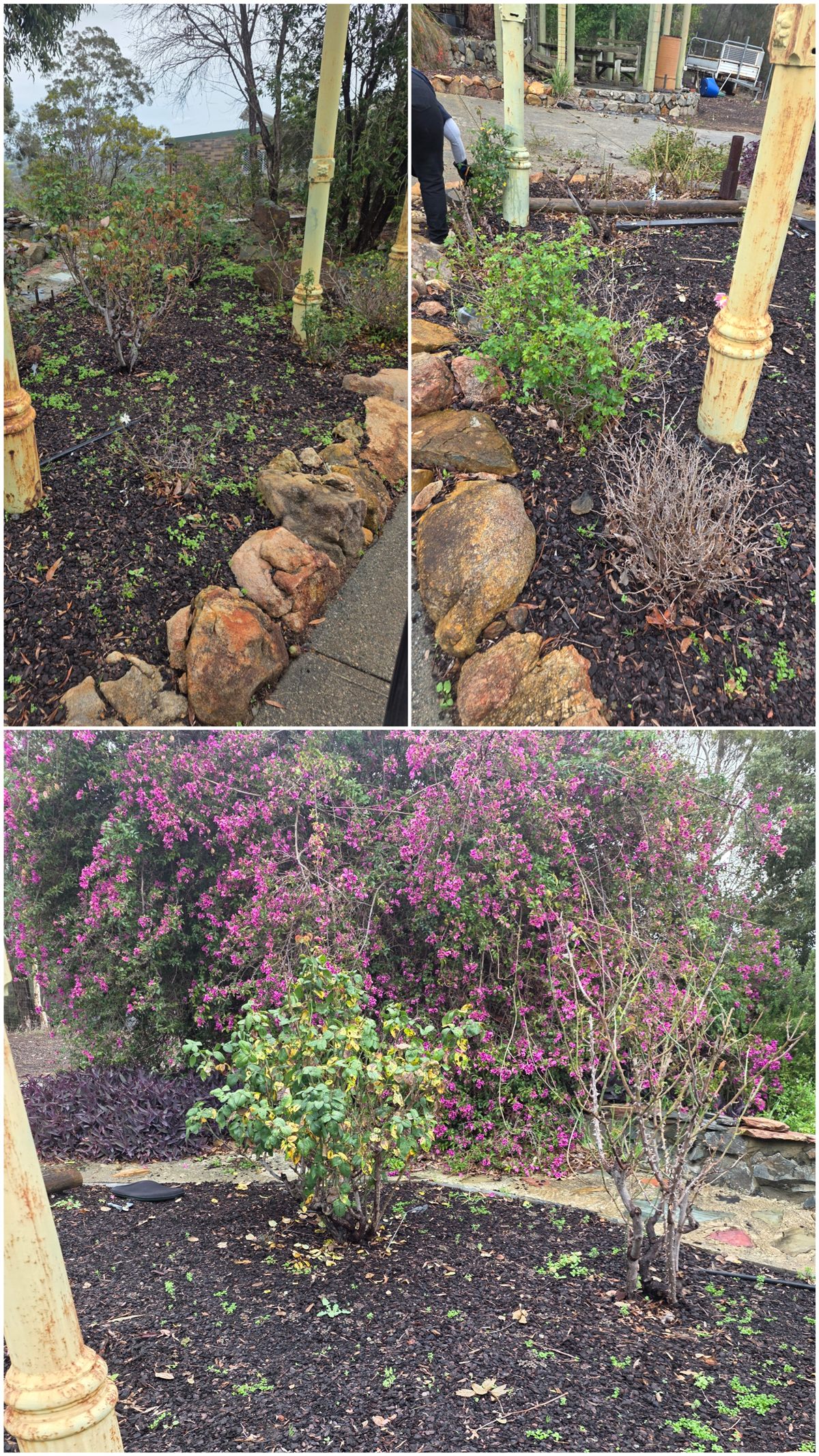 Same garden bed before Acre & Abode's garden maintenance, overgrown with bare, straggly shrubs